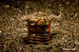 Sensors & Claws - Bobbit Worm by William Loke 